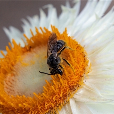 Lasioglossum (Chilalictus) sp. (genus & subgenus) at Acton, ACT - 2 Dec 2018 by AlisonMilton