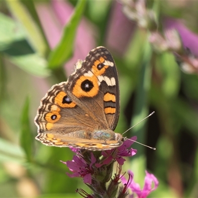Junonia villida (Meadow Argus) at Acton, ACT - 8 Feb 2019 by AlisonMilton