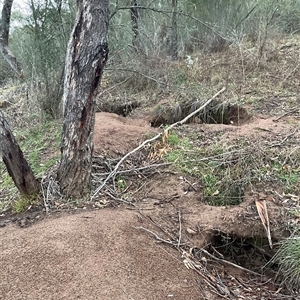 Vombatus ursinus (Bare-nosed Wombat) at Strathnairn, ACT - Yesterday by Jennybach