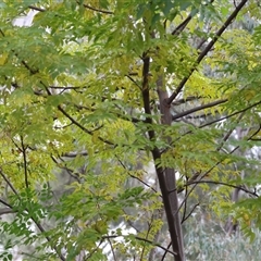 Melia azedarach at West Wodonga, VIC - 8 Jul 2025 01:17 PM