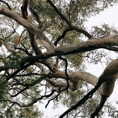 Eucalyptus blakelyi at West Wodonga, VIC - 8 Jul 2025 by KylieWaldon