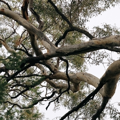 Eucalyptus blakelyi at West Wodonga, VIC - 8 Jul 2025 by KylieWaldon