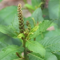 Phytolacca octandra at West Wodonga, VIC - 8 Jul 2025 by KylieWaldon