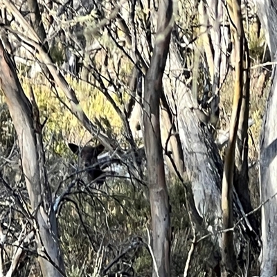 Cervidae (family) at Bullocks Flat, NSW - Today by JimL