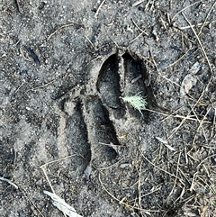 Cervidae (family) at Bullocks Flat, NSW - Today by JimL