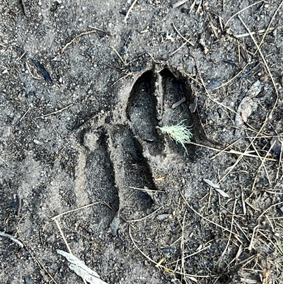 Cervidae (family) at Bullocks Flat, NSW - Today by JimL