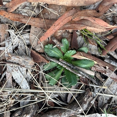 Solenogyne dominii (Smooth Solenogyne) at Higgins, ACT - Today by Jillw
