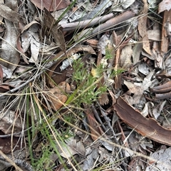 Vittadinia muelleri (Narrow-leafed New Holland Daisy) at Higgins, ACT - Today by Jillw
