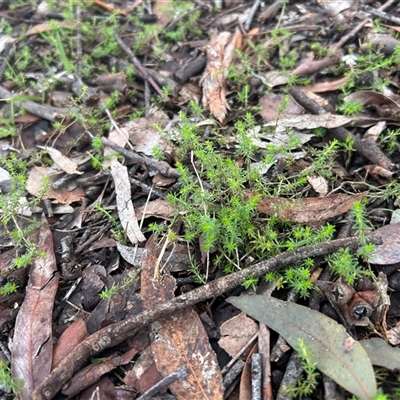 Asperula conferta (Common Woodruff) at Higgins, ACT - Today by Jillw