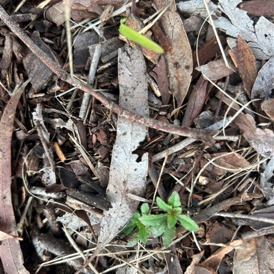 Wahlenbergia sp. at Higgins, ACT - Today by Jillw
