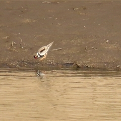 Charadrius melanops (Black-fronted Dotterel) at South Gundagai, NSW - 24 Jun 2025 by MB