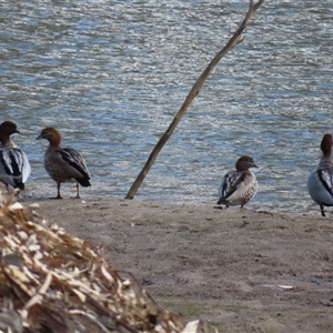 Chenonetta jubata at Darlington Point, NSW - 25 Jun 2025 by MB