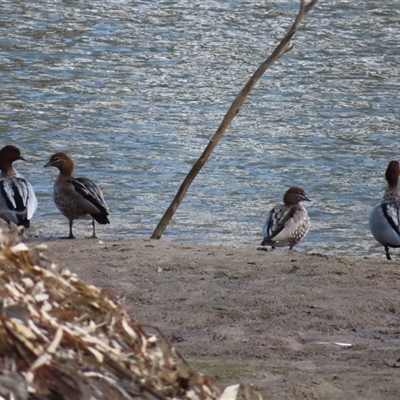 Chenonetta jubata at Darlington Point, NSW - 25 Jun 2025 by MB