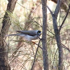 Manorina melanocephala at Euston, NSW - 26 Jun 2025 by MB