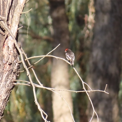 Petroica goodenovii (Red-capped Robin) at Euston, NSW - 26 Jun 2025 by MB
