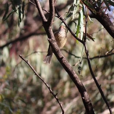 Pachycephala rufiventris at Euston, NSW - 26 Jun 2025 by MB