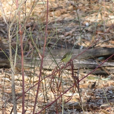 Unverified Small (Robin, Finch, Thornbill etc) at Euston, NSW - 26 Jun 2025 by MB