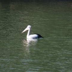 Pelecanus conspicillatus (Australian Pelican) at Euston, NSW - 26 Jun 2025 by MB