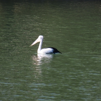 Pelecanus conspicillatus (Australian Pelican) at Euston, NSW - 26 Jun 2025 by MB