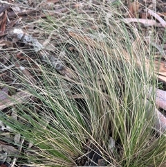 Nassella trichotoma at Higgins, ACT - Today by Jillw