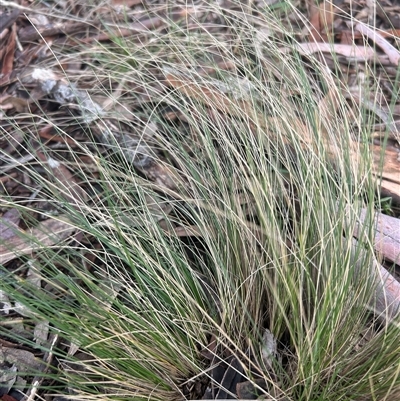 Nassella trichotoma at Higgins, ACT - Today by Jillw