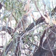 Climacteris picumnus picumnus at Euston, NSW - 26 Jun 2025 by MB