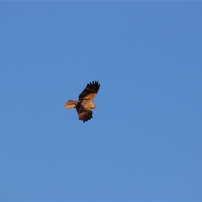 Haliastur sphenurus at Robinvale, VIC - 26 Jun 2025 by MB