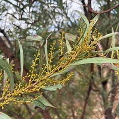 Acacia rubida (Red-stemmed Wattle, Red-leaved Wattle) at Taylor, ACT - 8 Jul 2025 by LeahColebrook