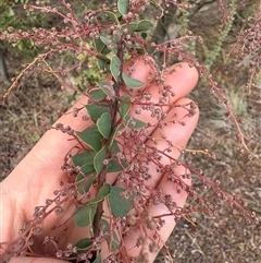 Acacia cultriformis at Hall, ACT - 8 Jul 2025 by LeahColebrook