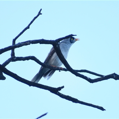 Manorina melanocephala at Euston, NSW - 26 Jun 2025 by MB