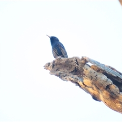 Sturnus vulgaris (Common Starling) at wakool, NSW - 26 Jun 2025 by MB