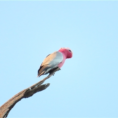Eolophus roseicapilla (Galah) at wakool, NSW - 26 Jun 2025 by MB