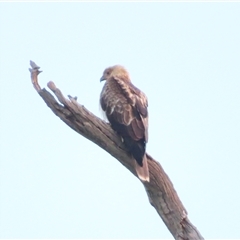 Haliastur sphenurus at wakool, NSW - 26 Jun 2025 by MB