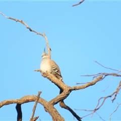 Ocyphaps lophotes (Crested Pigeon) at Euston, NSW - 27 Jun 2025 by MB