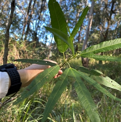 Unverified Other Tree at Bowman, NSW - Today by FortyWallabies