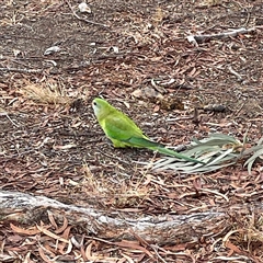 Polytelis swainsonii at Chapman, ACT - 5 Jul 2025 by George