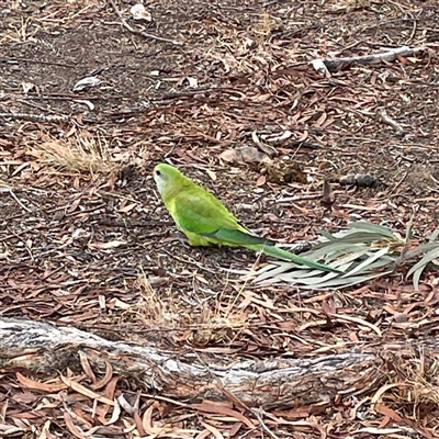 Polytelis swainsonii at Chapman, ACT - 5 Jul 2025 by George