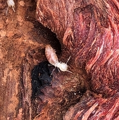 Unverified Termite (superfamily Termitoidea) at Crowther, NSW - 9 Jul 2025 by Frecko