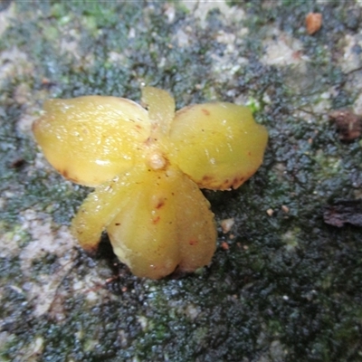 Unverified Plant at Syndicate, QLD - 4 Jul 2022 by JasonPStewartNMsnc2016