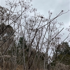 Foeniculum vulgare at Strathnairn, ACT - Yesterday by Jennybach