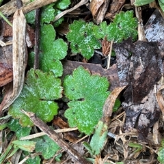 Hydrocotyle laxiflora at Strathnairn, ACT - Yesterday by Jennybach
