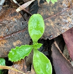 Unverified Plant at Strathnairn, ACT - Yesterday by Jennybach