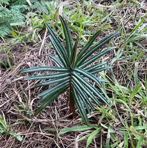 Unverified Plant at Strathnairn, ACT - Yesterday by Jennybach