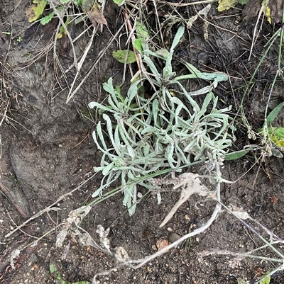 Unverified Plant at Strathnairn, ACT - Yesterday by Jennybach