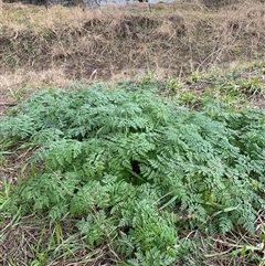 Unverified Plant at Strathnairn, ACT - Yesterday by Jennybach