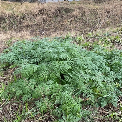 Unverified Plant at Strathnairn, ACT - Yesterday by Jennybach