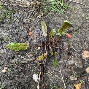 Rumex sp. at Strathnairn, ACT - Yesterday by Jennybach