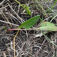 Unverified Plant at Strathnairn, ACT - Yesterday by Jennybach