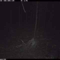 Phascolarctos cinereus at Crowther, NSW - 3 Jun 2025 by Frecko