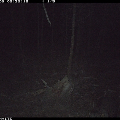 Phascolarctos cinereus at Crowther, NSW - 3 Jun 2025 by Frecko